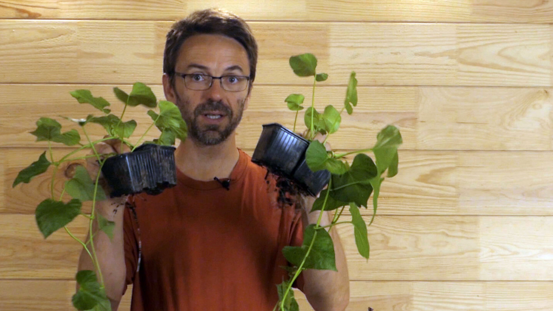 Reussir Vos Plants De Patate Douce Suite Et Fin Mon Potager Plaisir